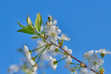 Cherries bloom