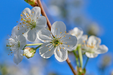 Cherries bloom