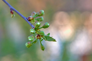 Cherry buds