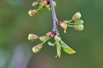 Cherry buds
