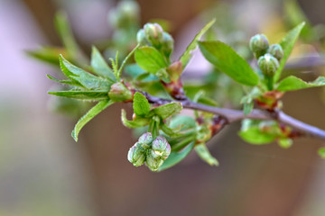 Cherry buds
