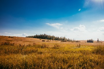 Fototapeta premium Summer field landscape. Russian open spaces. Field and sky field background