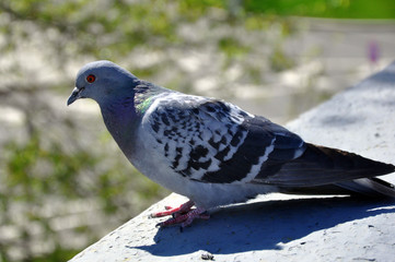 Feral pigeon Columba livia domestica - the inhabitant of cities.