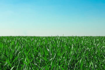 Green grass field, space for text. Beautiful spring greenery
