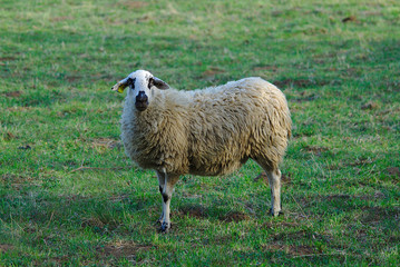 Obraz premium mouton beige en extérieur dans un pré en Auvergne