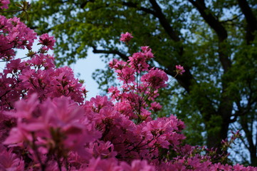 Obraz premium Japanische Azalee, (Rhododendron japonicum) Gartenazalee (Rhododendron molle) Fünfblättrige Azalee (Rhododendron quinquefolium) Indische Azalee (Rhododendron simsii)
