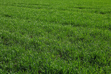 Green grass field as background. Beautiful natural backdrop