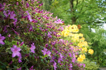 Japanische Azalee, (Rhododendron japonicum) Gartenazalee (Rhododendron molle) Fünfblättrige Azalee (Rhododendron quinquefolium) Indische Azalee (Rhododendron simsii)