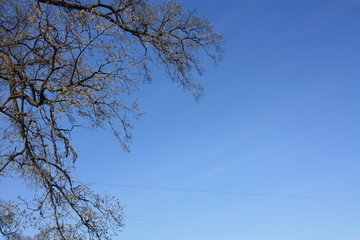 a fragment of a tree against the blue sky 