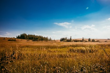 Summer field landscape. Russian open spaces. Field and sky field background