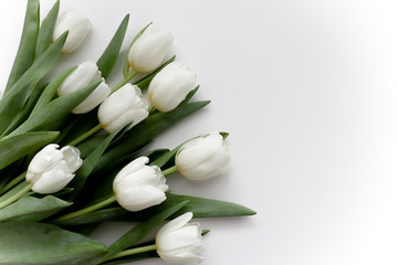 Photo with white gentle tulips.