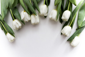 Photo with white gentle tulips.