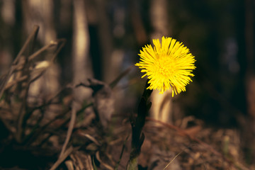 the first dandelion flowers begin to bloom on a spring day