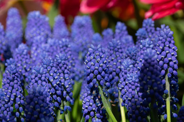 Muscari - Blume - Blau - Grape hyacinth