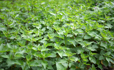 background of stinging-nettle, nettle field