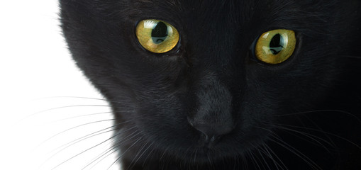 Eyes of a black cat close up on a white background.