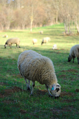 Obraz premium mouton beige en extérieur dans un pré en Auvergne