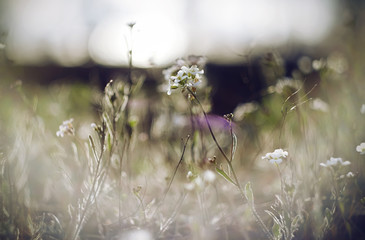 White delicate spring flowers illuminated by pleasant sunlight and enveloped in a light white fog.