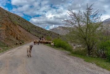 Fototapeta na wymiar Sheeps on the Road