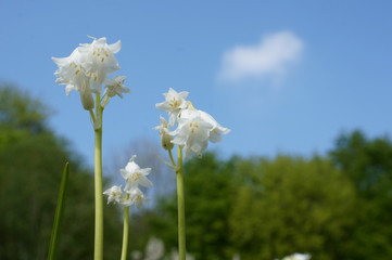Hellgr&uuml;n gl&auml;nzend, eif&ouml;rmig, im Herbst gelbbraun, sommergr&uuml;n.
