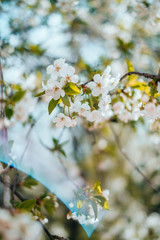 Cherry blossom background