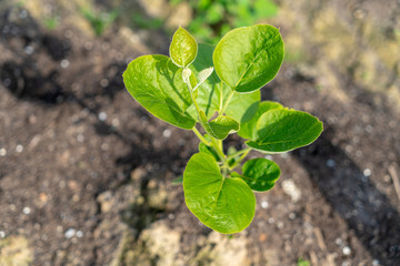 Piantina verde