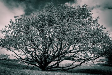 Tree black and white