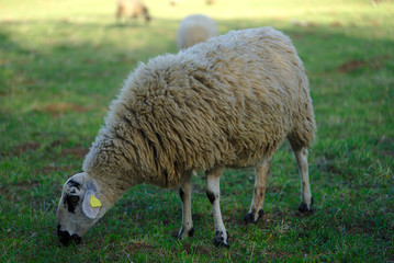 Obraz premium mouton beige en extérieur dans un pré en Auvergne
