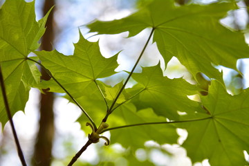 liście klonu © robert6666