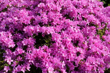Obraz premium Japanische Azalee, (Rhododendron japonicum) Gartenazalee (Rhododendron molle) Fünfblättrige Azalee (Rhododendron quinquefolium) Indische Azalee (Rhododendron simsii)