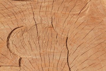 Fototapeta premium The texture of freshly cut wood. Annual rings and cracks in the old tree. Horizontal seamless wooden background. Texture in high resolution. Color image.