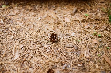 ants on grass