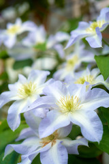 クレマチス　雪小町