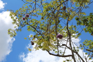Natureza 