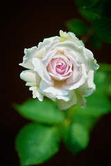 薔薇　ガブリエル	