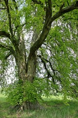 Fototapeta premium 120-letni wiąz europejski (Ulmus laevis) w północnej Hesji