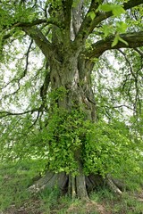120 Jahre alte Flatterulme (Ulmus laevis) in Nordhessen