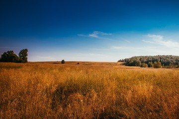 Fototapeta premium Summer field landscape. Russian open spaces. Field and sky field background