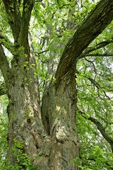 120 Jahre alte Flatterulme (Ulmus laevis) in Nordhessen