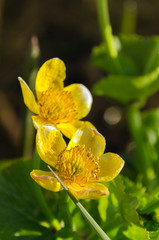 Fototapeta premium Bright yellow Caltha flowers on green leaves background close up. Caltha palustris, known as marsh-marigold and kingcup flowers