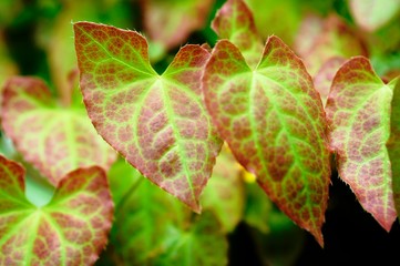 leaves, Amazonas,leaves, red, green,