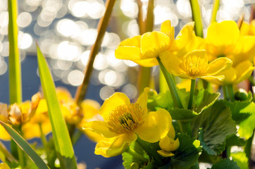 Bright yellow Caltha flowers on green leaves background close up. Caltha palustris, known as marsh-marigold and kingcup flowers
