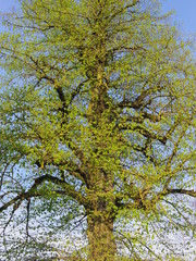 Baum
