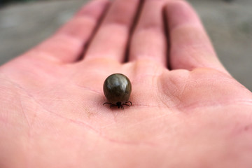 Tick maximum filled with blood sitting on human skin ,