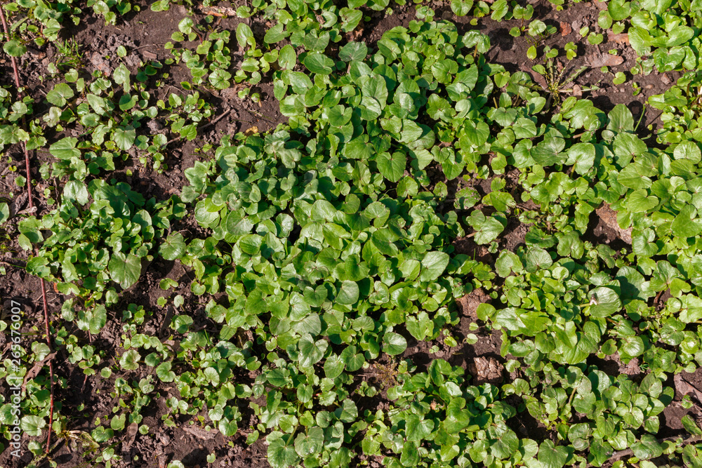 Wall mural early spring herbs on the ground, view from above.