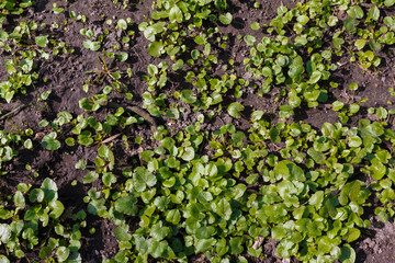 spring green plants on the ground, background. Green leaves background. ground covered with spring herbs, view from above.