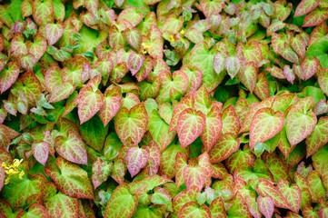 leaves, Amazonas,leaves, red, green,