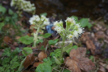 White Bilberry blooming in the mountains near the snow