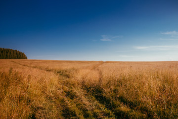 Fototapeta premium Summer field landscape. Russian open spaces. Field and sky field background