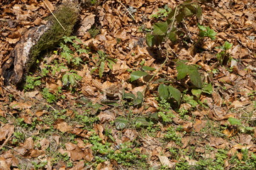 Toad on fallen leaves, disguised as them.